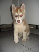 honden foto van Albert