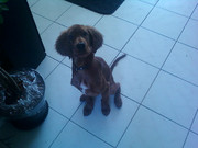 honden foto van noël