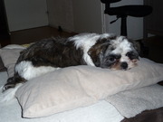 honden foto van miranda