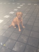 honden foto van cornelia