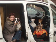 honden foto van dreamy