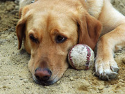 honden foto van Sandra