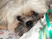 honden foto van Brigitte Spprangers