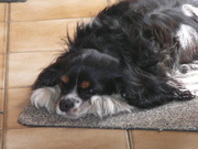 honden foto van Dorine