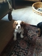 honden foto van Naomi en Arthurtje