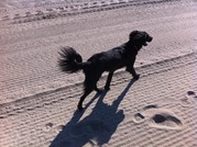 honden foto honden foto van els