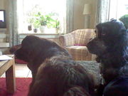 honden foto van marielle