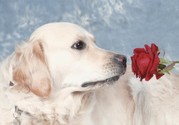 honden foto van Inge