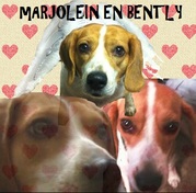 honden foto van marjolein & bently