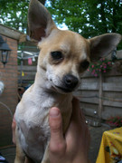 honden foto van Chantal