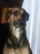 honden foto van nina