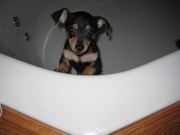 honden foto van Ingrid