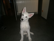 honden foto van mira