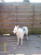 honden foto van mitze