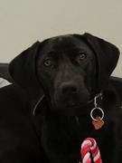 honden foto van Geraldine