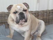 honden foto honden foto van Buldro