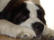 honden foto van Cindy Versweyvelt