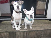 honden foto van kelly rood