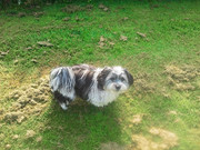 honden foto van tally en bosco