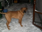 honden foto van joke