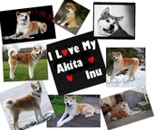 honden foto honden foto van kim