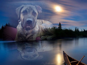 honden foto van den,naat&pup rox