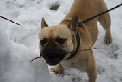 honden foto van levi