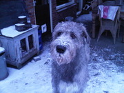 honden foto van chelsea