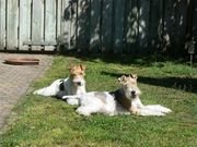 honden foto van Timmie