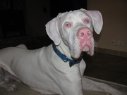 honden foto van scoobydoo