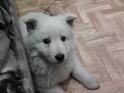 honden foto van gregory