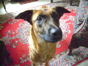 honden foto van axel puystiens