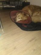 honden foto honden foto van saskia zoutendijk