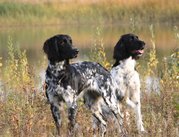 honden foto van iman de Korne