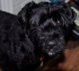 honden foto van marleen