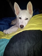 honden foto van Laura & Polar <3