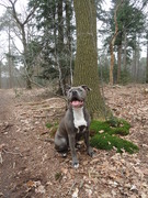 honden foto van vanessa