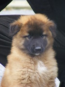 honden foto van lieke