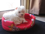 honden foto van Wendy Hurghada