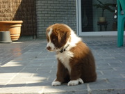 honden foto honden foto van Monteiller Cedric