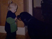 honden foto van Chardonnay