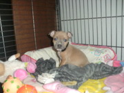 honden foto van stiertje en joy