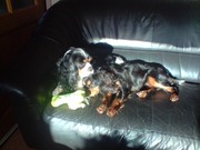 honden foto van thea