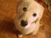 honden foto van MILO