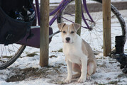 honden foto honden foto van melle