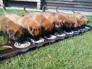 honden foto van Van't Kempenhuis