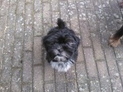 honden foto van Bonnie