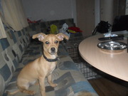 honden foto van jessica