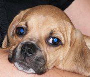 honden foto van Tineke