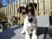 honden foto van Tom en Diesel